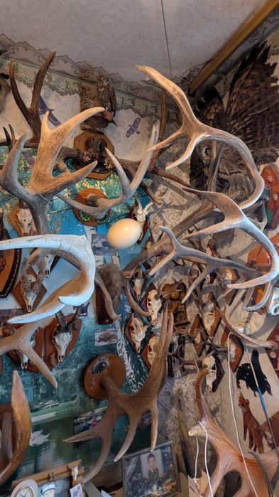 Колекція мисливських трофеїв