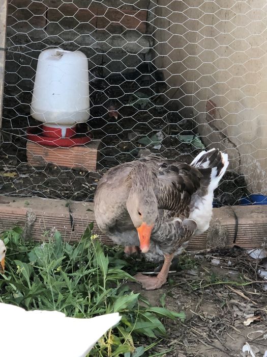 Vendo varios animais