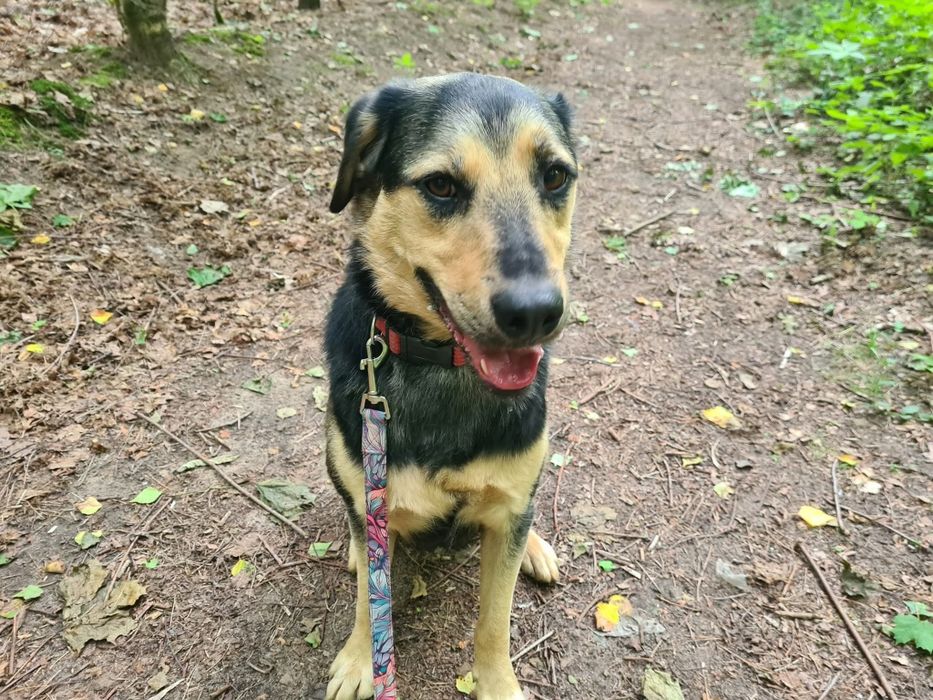 Samotny Rino do adopcji