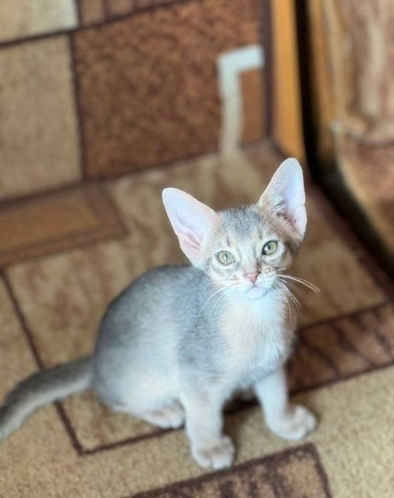 Абіссінськи котята абісінци котики Абиссинцы