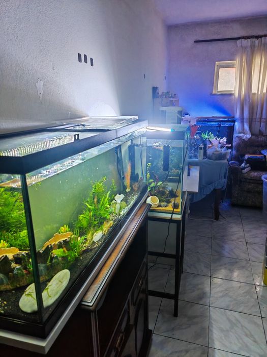 Vários aquários completos venda ou troca de todos por aquário grande