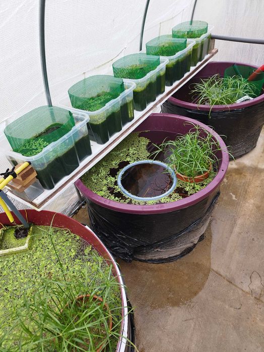 Vendo peixes Guppys e platys