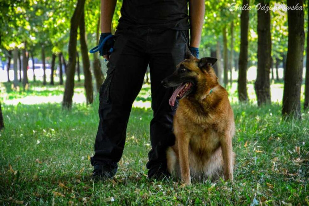 Koka przepiękna,  mądra Sunia (w typie owczarek belgijski)