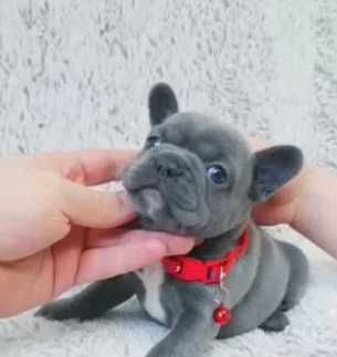 лиловые и голубые окрасы