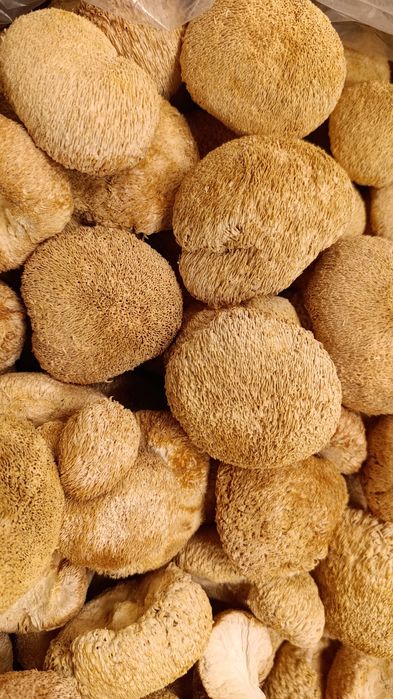 100 г. Ежовик гребенчатый гриб