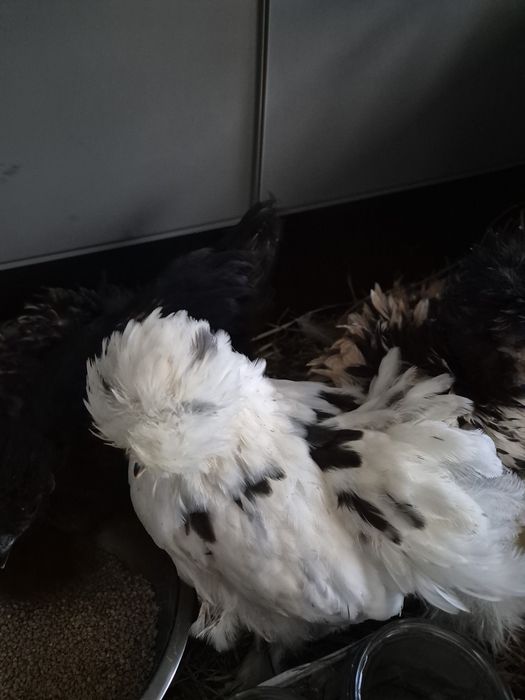 Kurki silki sprzedam