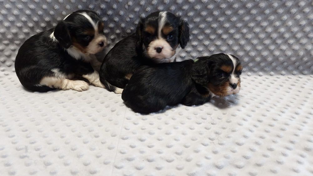 Cavalier King charles spaniel- urocze maluchy