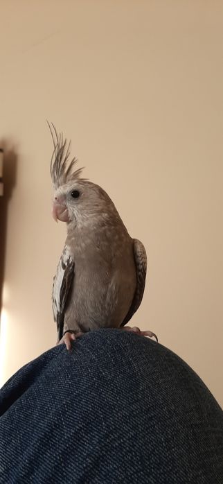 Nimfa ręcznie karmiona odwojona