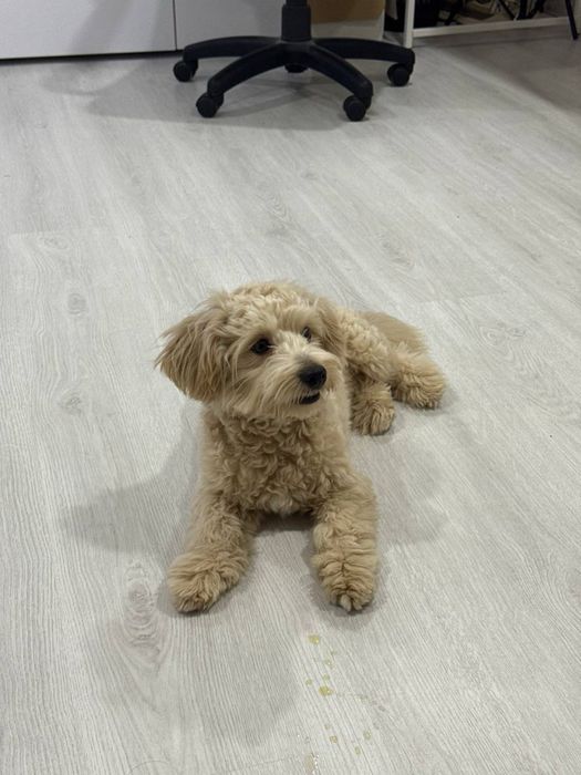 Красунчик Хлопчик Мальтіпу F1