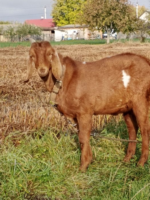 Продам цапа породистого можливий обмін