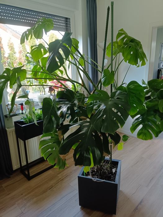 Monstera - duży kwiat