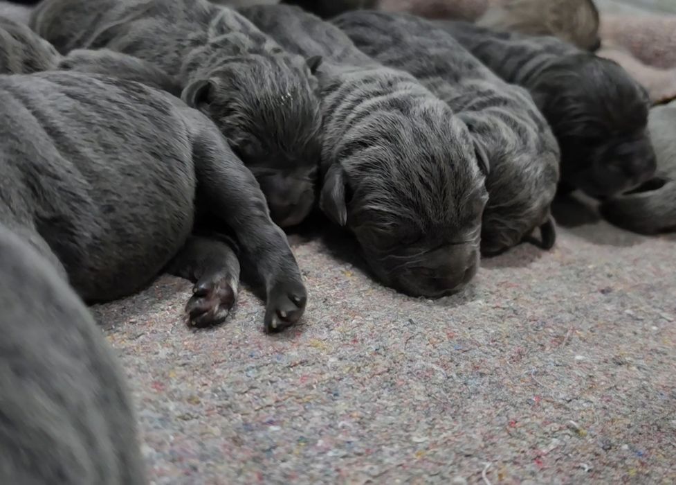Cachorro cane corso  cinzento com Lop