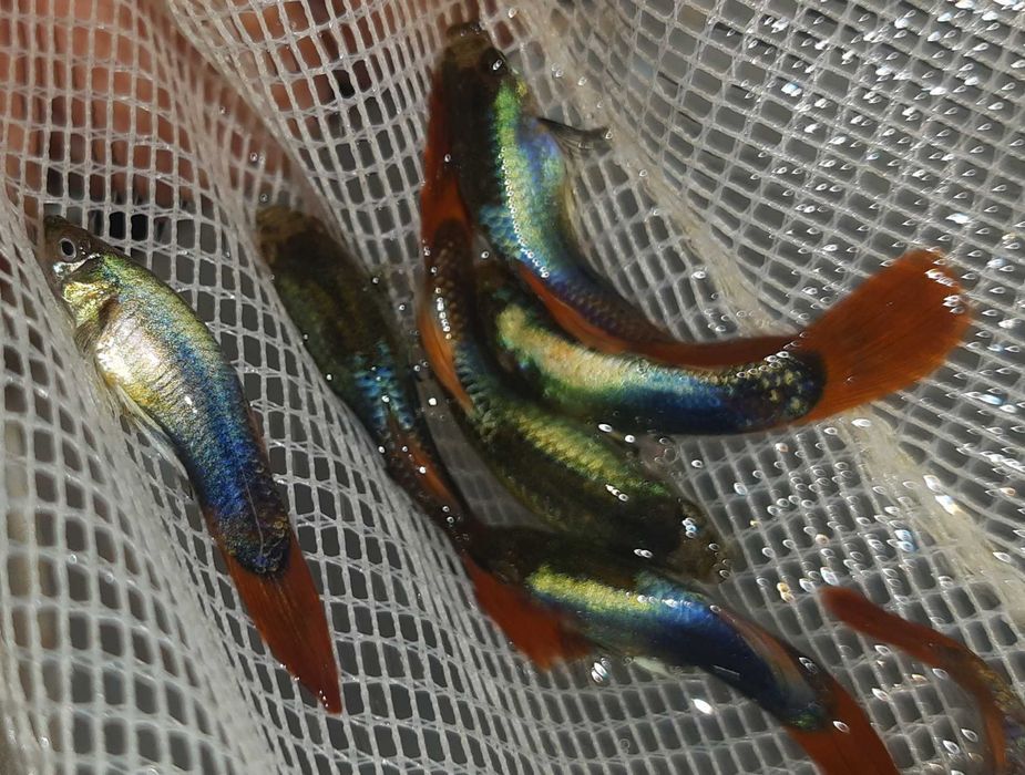 Gupik odmiana SILVER TUXEDO - Poecilia reticulata - dowozimy, wysyłamy
