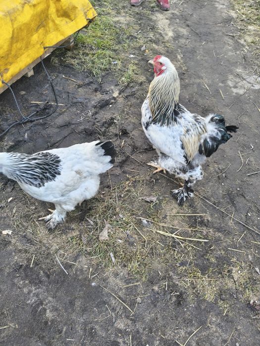 Sprzedam kury ozdobne