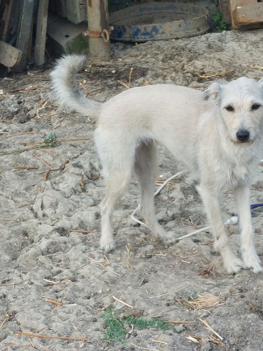 Dá-se cadela com 4 anos