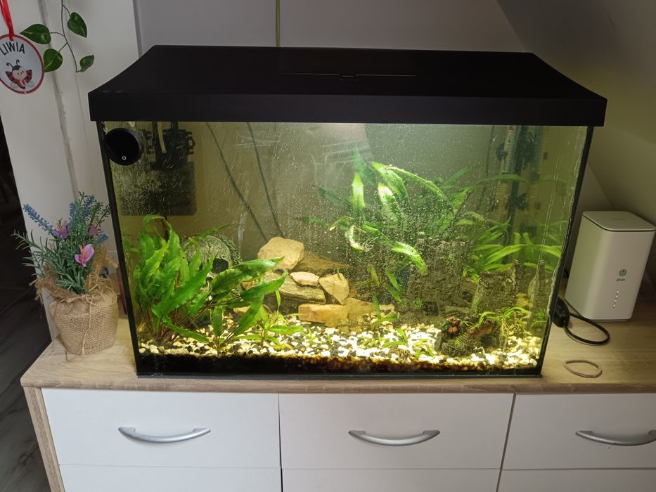 Akwarium 80l komplet