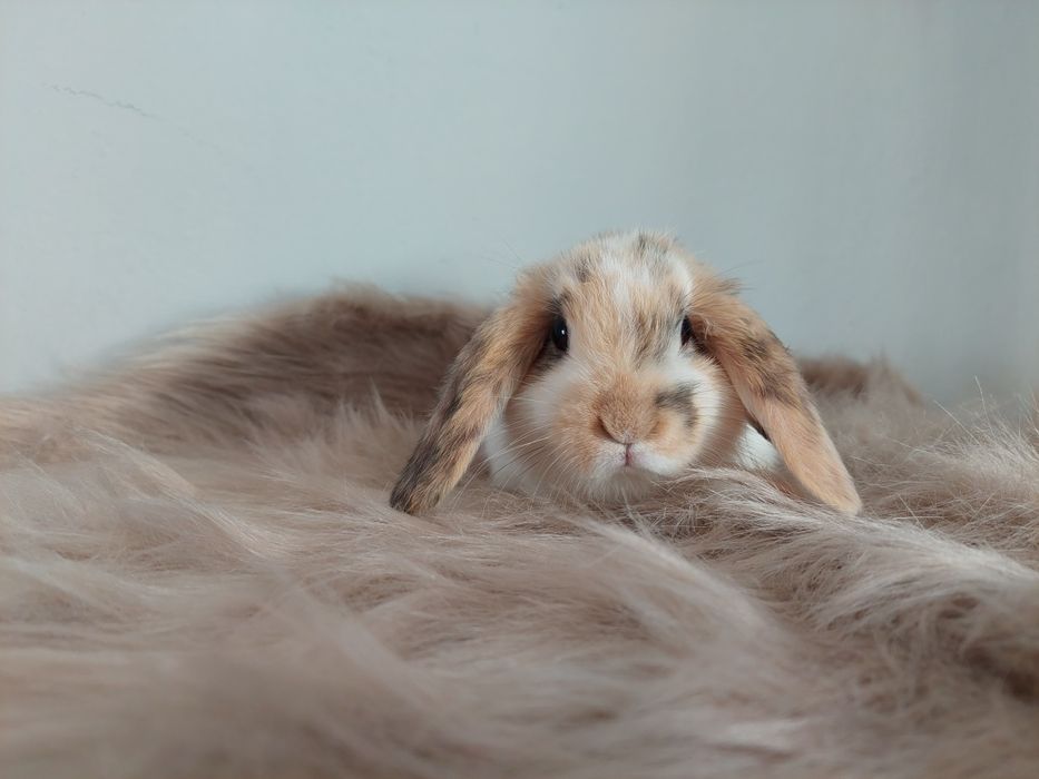 Króliki miniaturki baranki kłapousze