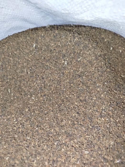 Facelia Anabel dla pszczół