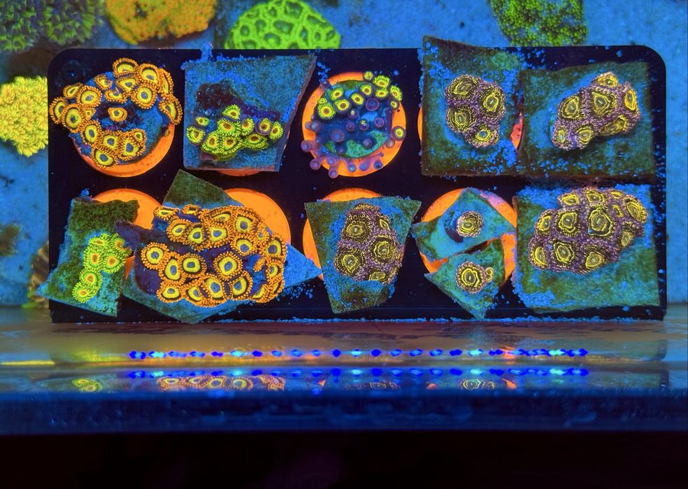 Zoanthus BLONDIES, rasta, stratosphere