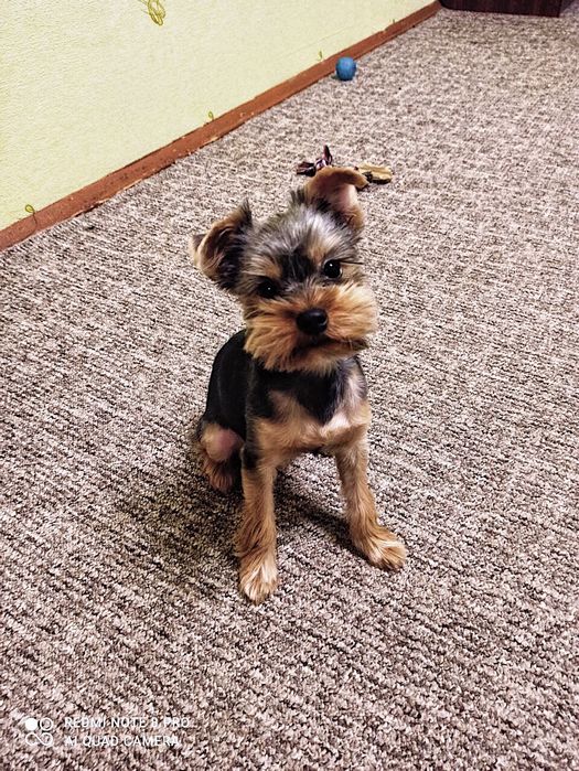 В‘язка йорк