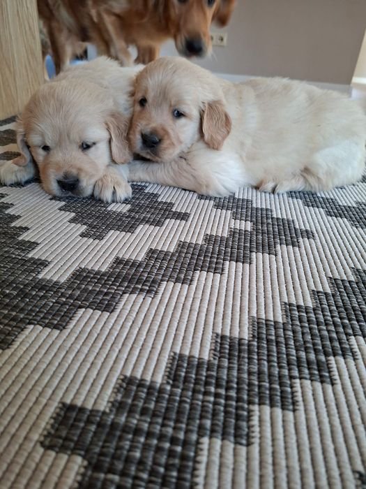 Szczeniak Golden Retriever i biszkoptowy