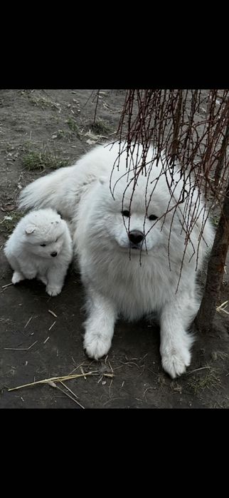 Reproduktor Samoyed – piękny, zdrowy pies do krycia