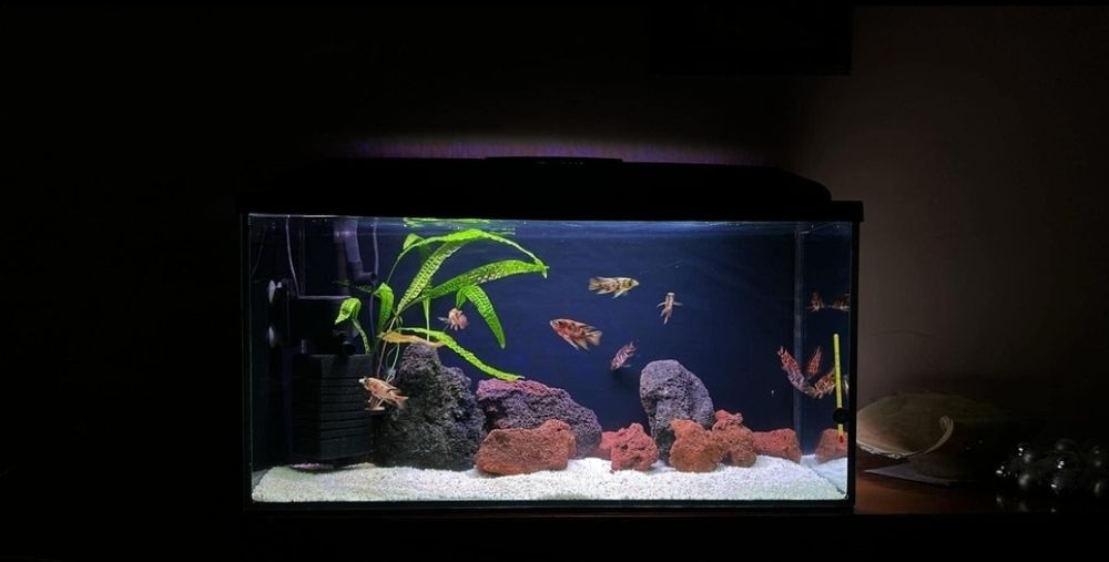 Akwaria- zakładanie, aranżacja oraz serwis akwarystyczny