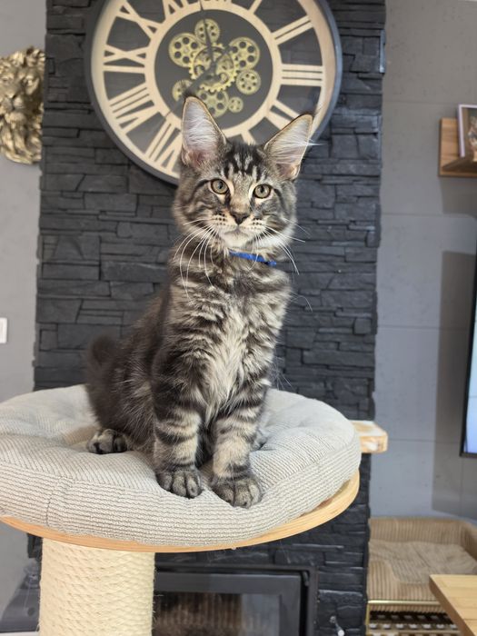 Archi kocurek  Maine Coon