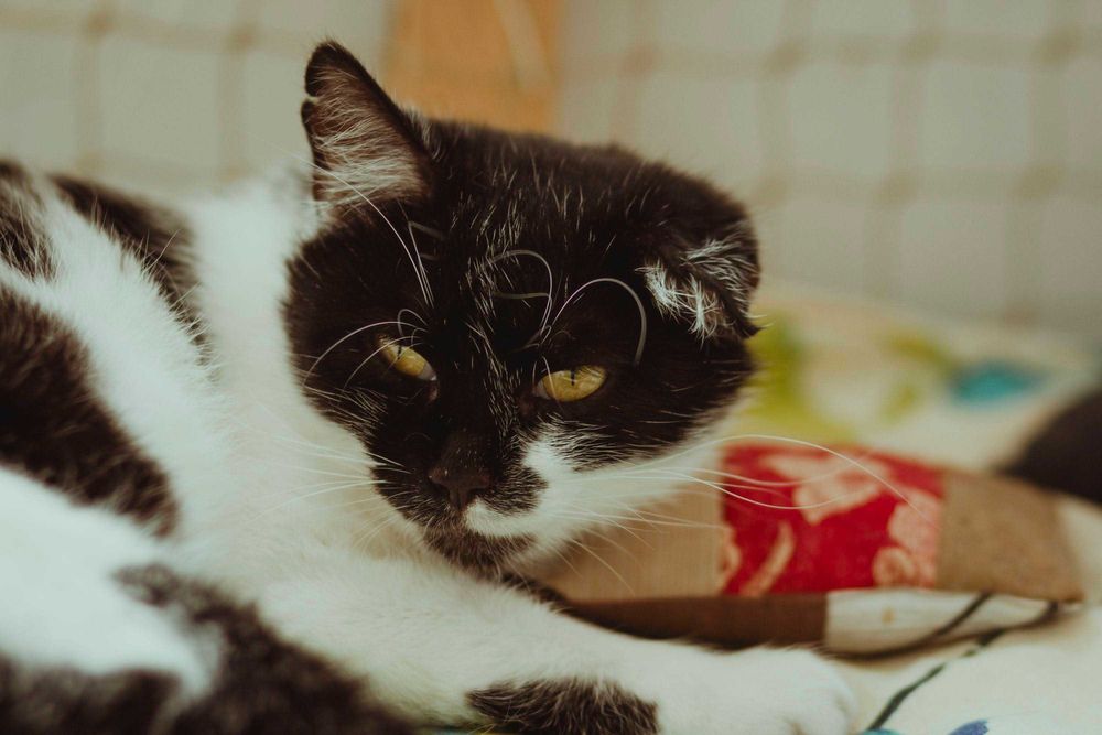 Czarująca Cysia do adopcji