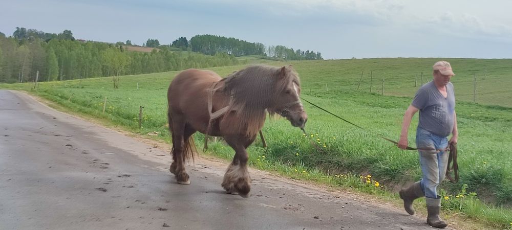 Reprezentacyjna klacz