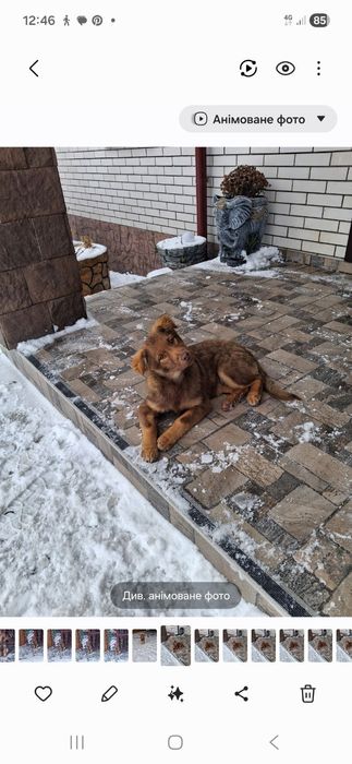 Ярко  риже  щеня підрощене з прививками