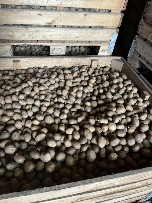 Ziemniaki jadalne denar