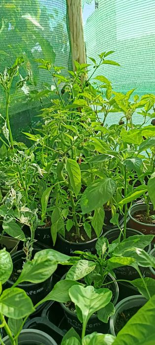 Vendo plantas de malaguetas / pimentas raras