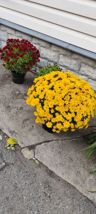 Мультифлора хризантема, маточники