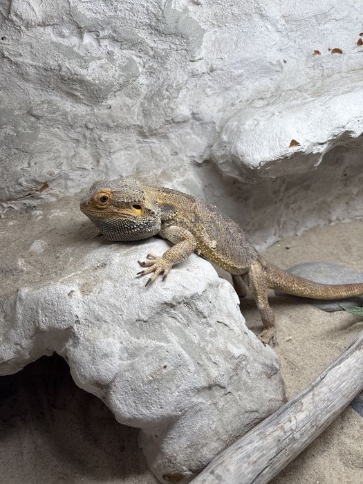 Terrarium z agamą brodatą