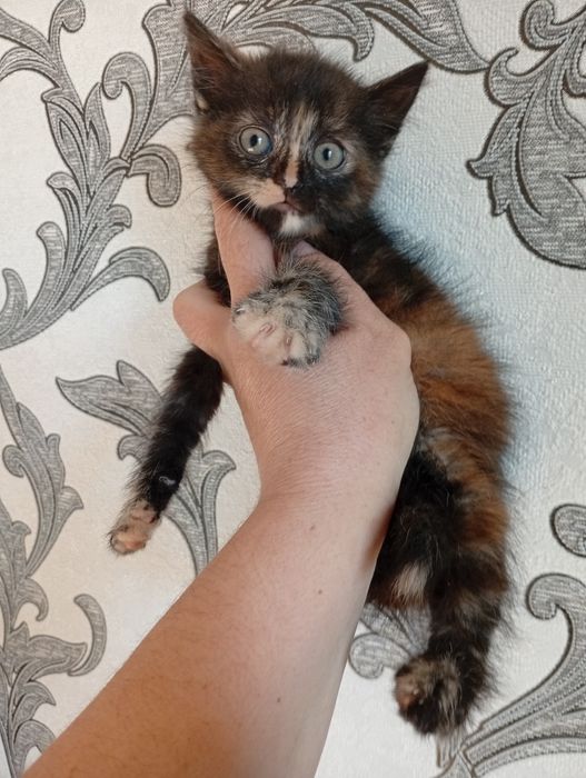Котенок Сибирская+Британец