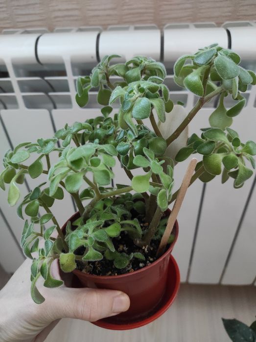 Хойя,хоя карноза,аїхрізон(дерево кохання), кімнатні рослини