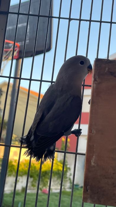 Agapornis roseicollis novos