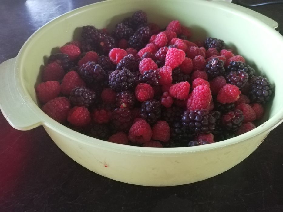 Pés ( planta)de amoras pretas; excelente qualidade