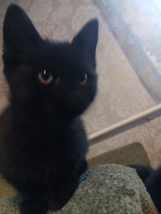 Отдам котят в хорошие руки