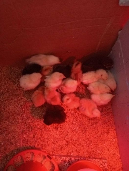 Vendo Pintos - a partir de 2,50€