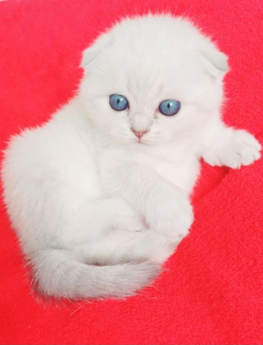 Чекає кицюнь!Чистокровний блакитноокий красень фолд !