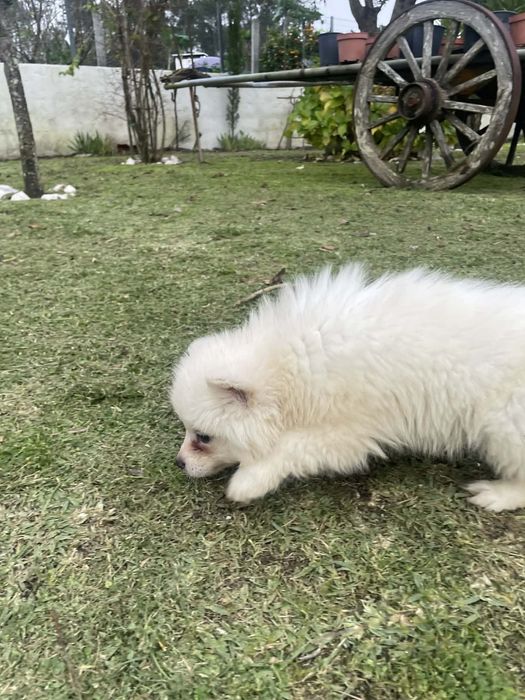 Husky siberiano macho