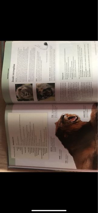 Zestaw Swiat dzikich zwierzat wysylka 1 zl