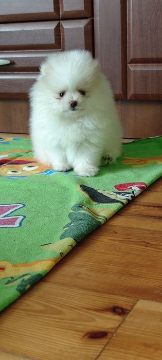 Szpic miniaturowy, pomeranian - biały piesek