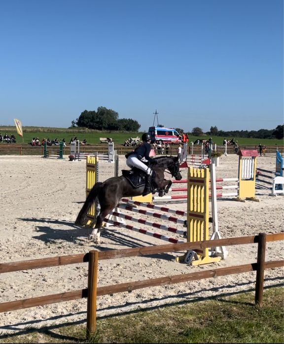 wydzierżawię kucyka