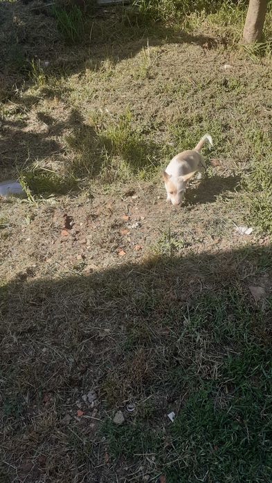 Podengos Pequenos