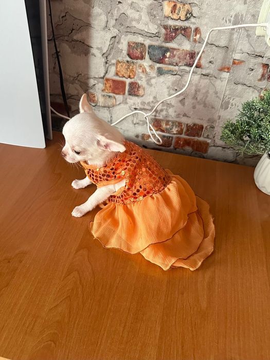 Mini sunia chihuahua FCI