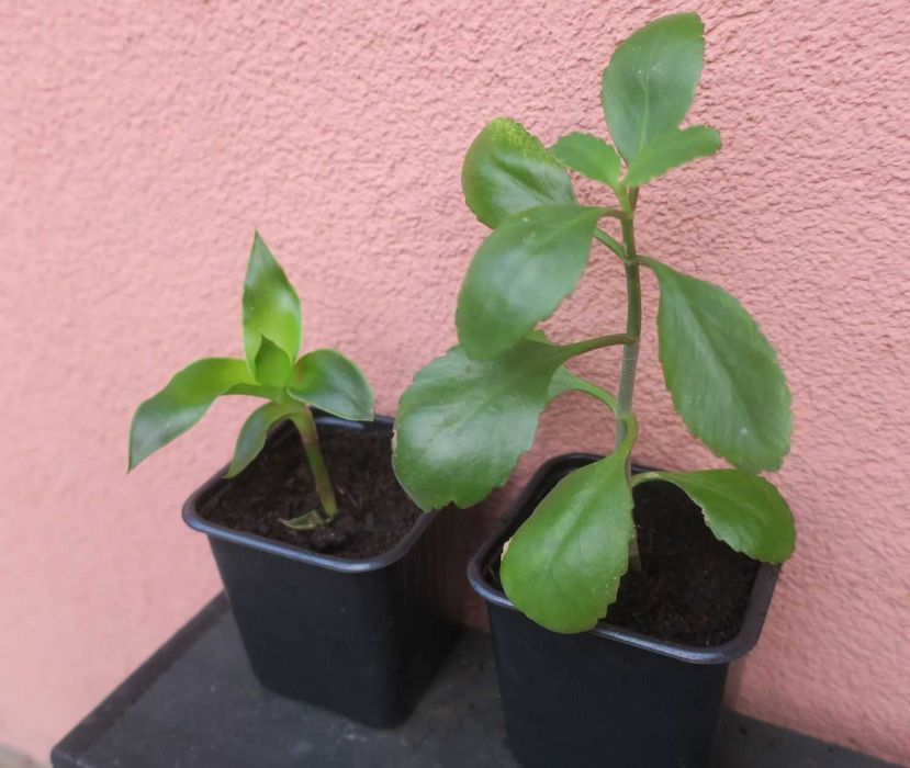Zestaw rośliny Złoty wąs Callisia Fragrans Żyworódka Pinnata Kalanchoe