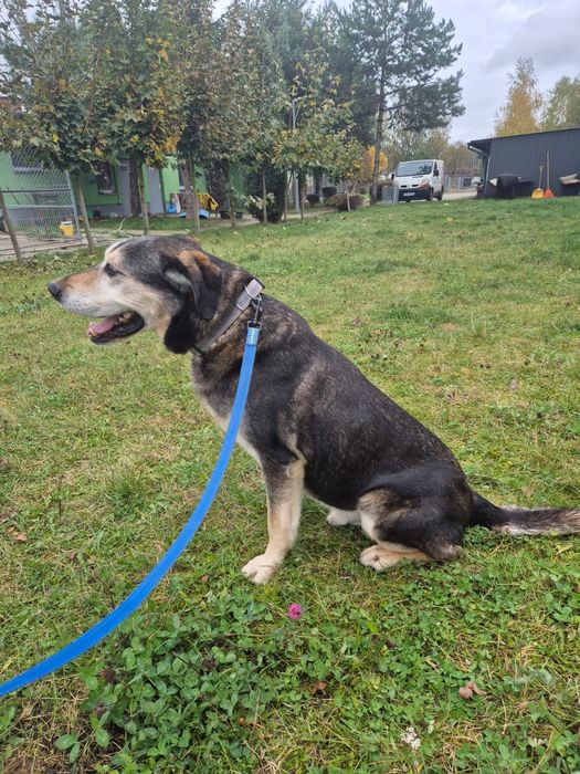 URATUJ BORYSA – duży, owczarkowaty pies o wielkim sercu czeka na dom!